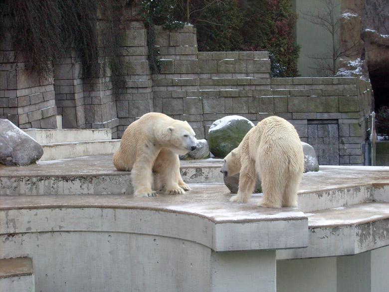 Eisbär Lars und Eisbärin Jerka im Zoologischen Garten Wuppertal am 2. Januar 2010