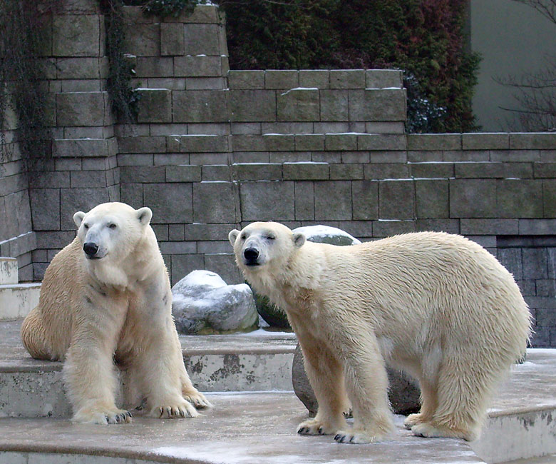 Eisbär Lars und Eisbärin Jerka im Wuppertaler Zoo am 2. Januar 2010