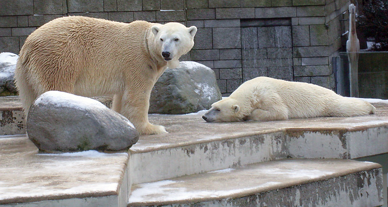 Eisbär Lars und Eisbärin Jerka im Zoologischen Garten Wuppertal am 2. Januar 2010