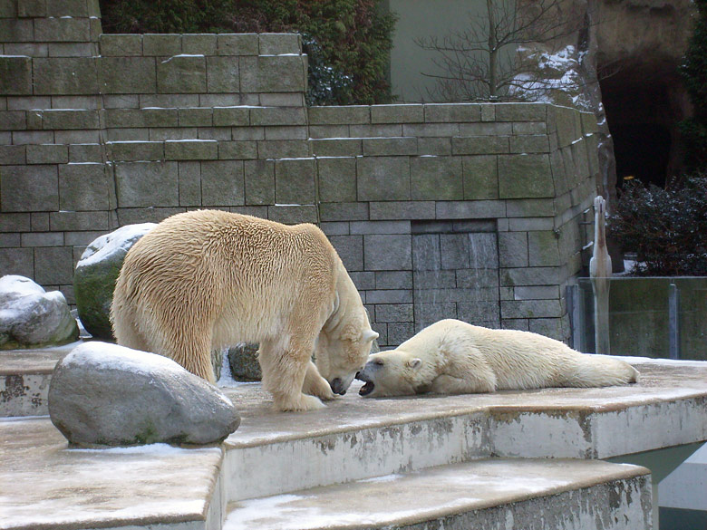 Eisbär Lars und Eisbärin Jerka im Wuppertaler Zoo am 2. Januar 2010