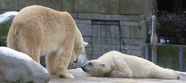 Eisbär Lars und Eisbärin Jerka im Zoologischen Garten Wuppertal am 2. Januar 2010