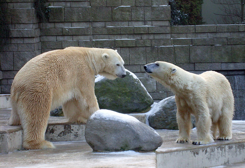 Eisbär Lars im Wuppertaler Zoo am 2. Januar 2010