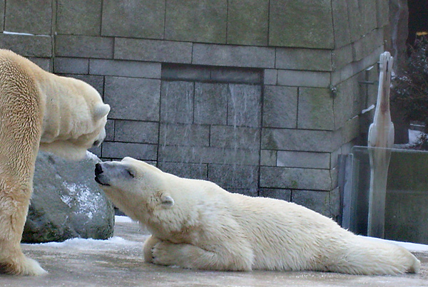 Eisbärin Jerka und Eisbär Lars im Wuppertaler Zoo am 2. Januar 2010