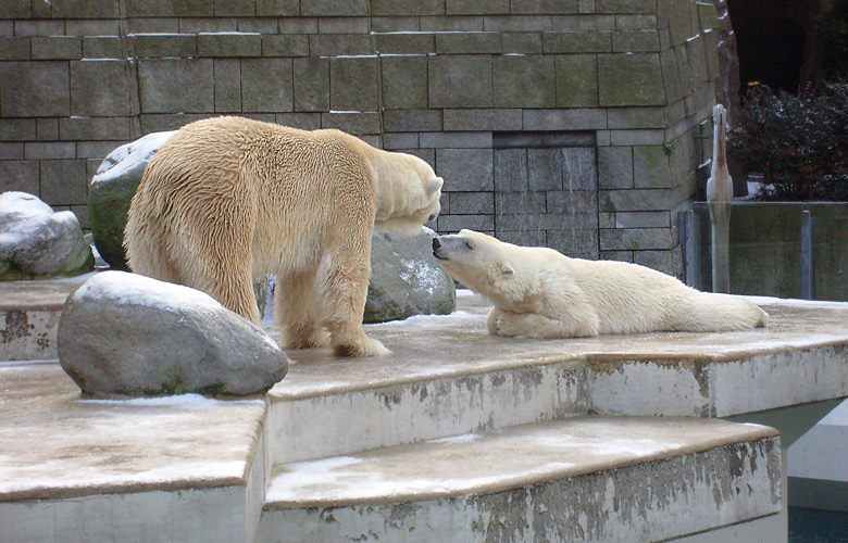Eisbär Lars und Eisbärin Jerka im Zoo Wuppertal am 2. Januar 2010