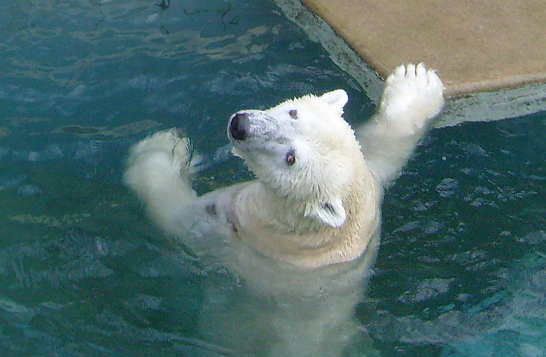 Eisbär Lars im Wuppertaler Zoo am 2. Januar 2010