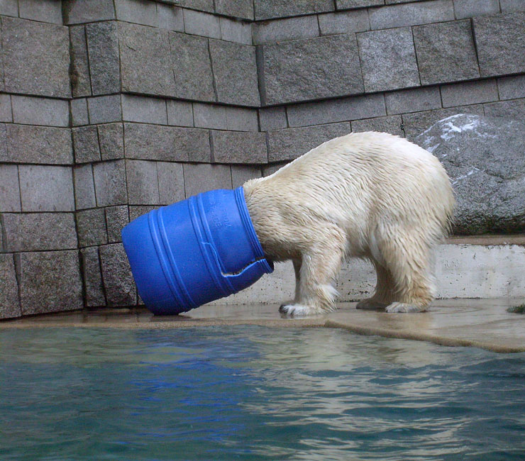 Eisbärin Jerka mit blauer Tonne im Zoo Wuppertal am 2. Januar 2010