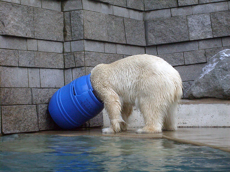 Eisbärin Jerka mit blauer Tonne im Zoologischen Garten Wuppertal am 2. Januar 2010