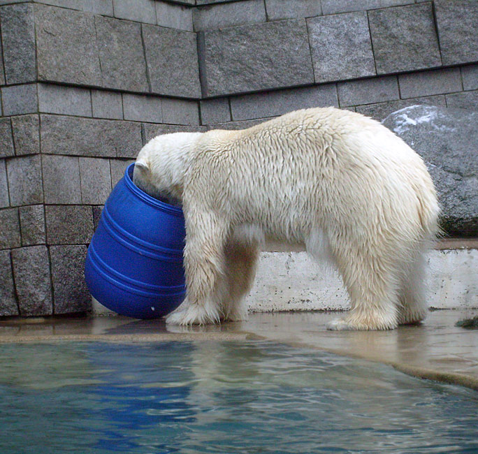 Eisbärin Jerka mit blauer Tonne im Zoo Wuppertal am 2. Januar 2010