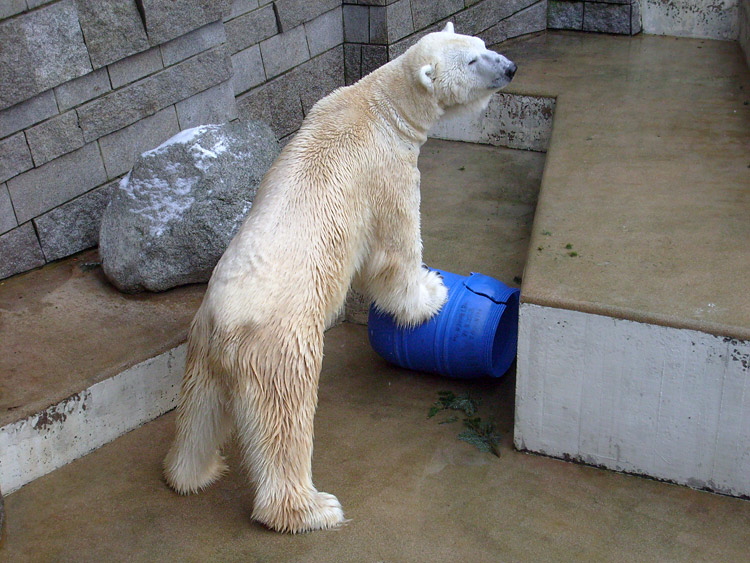 Eisbärin Jerka mit blauer Tonne im Zoologischen Garten Wuppertal am 2. Januar 2010