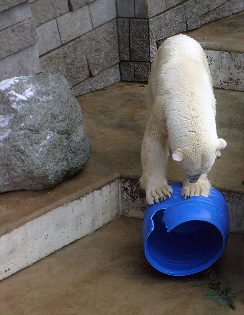 Eisbärin Jerka mit blauer Tonne im Wuppertaler Zoo am 2. Januar 2010