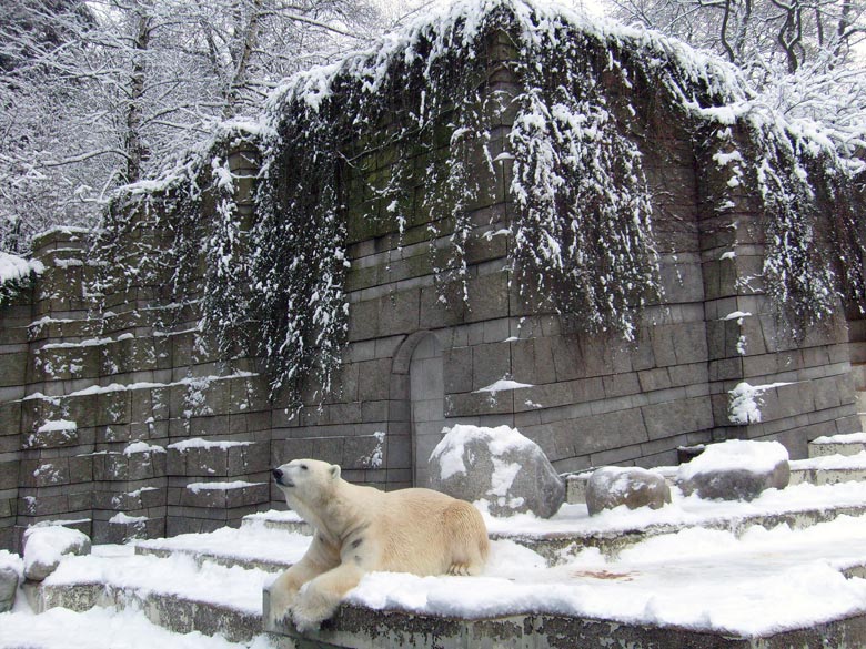 Eisbär Lars im Zoologischen Garten Wuppertal am 3. Januar 2010