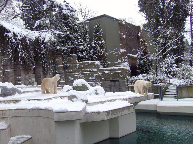 Eisbär Lars und Eisbärin Jerka im Zoologischen Garten Wuppertal am 3. Januar 2010