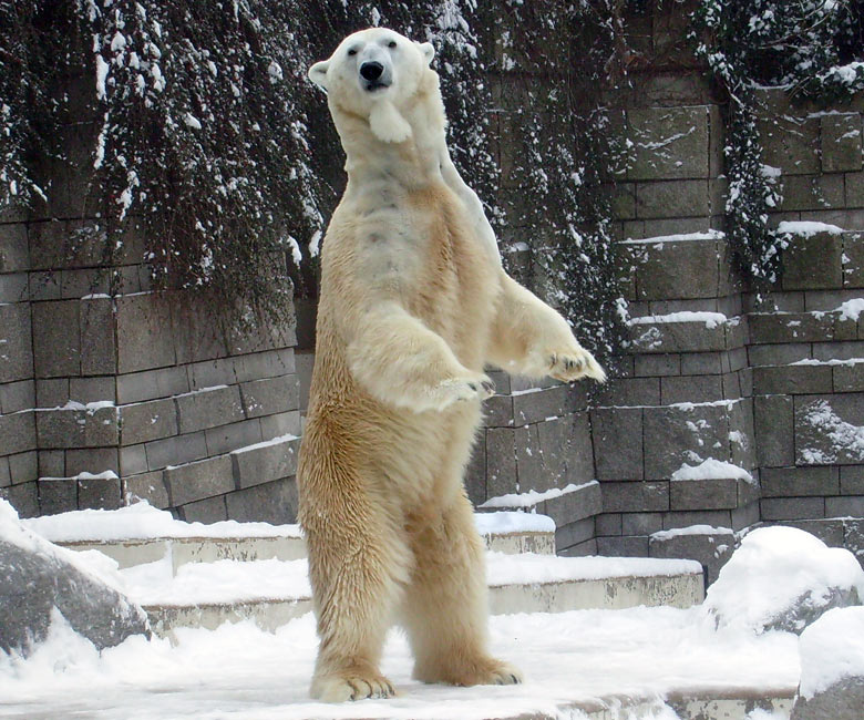 Eisbär Lars im Zoo Wuppertal am 3. Januar 2010