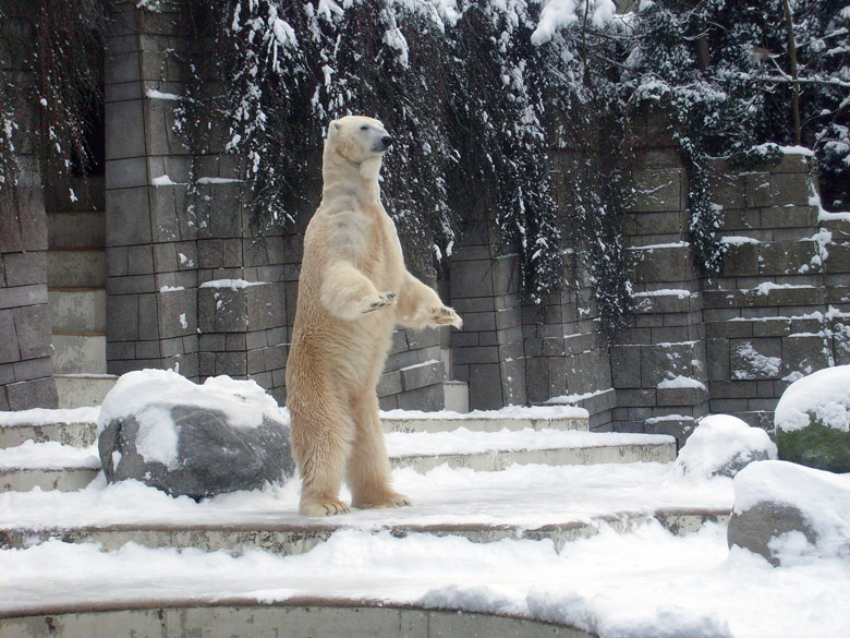 Eisbär Lars im Zoologischen Garten Wuppertal am 3. Januar 2010