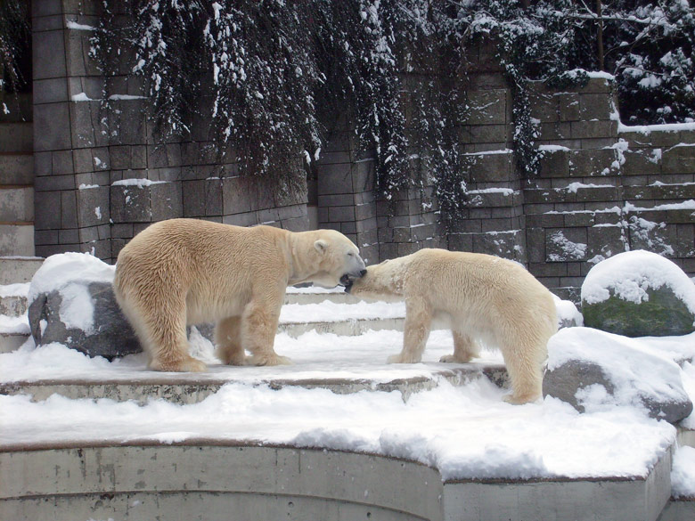 Eisbär Lars und Eisbärin Jerka im Zoo Wuppertal am 3. Januar 2010