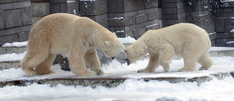 Eisbär Lars und Eisbärin Jerka im Wuppertaler Zoo am 3. Januar 2010