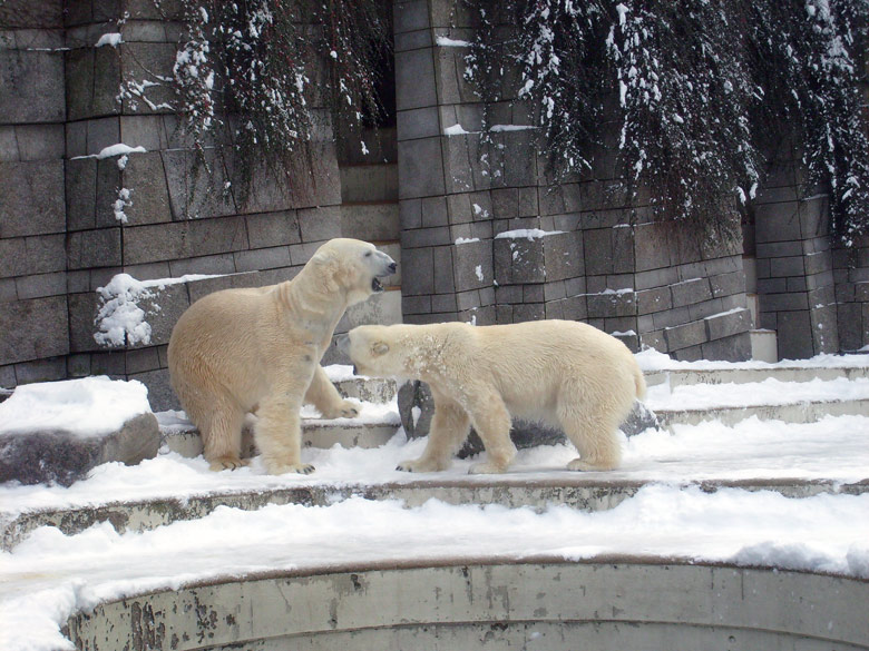 Eisbär Lars und Eisbärin Jerka im Zoo Wuppertal am 3. Januar 2010