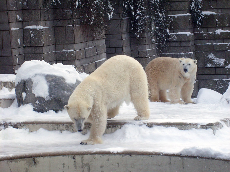 Eisbärin Jerka und Eisbär Lars im Wuppertaler Zoo am 3. Januar 2010