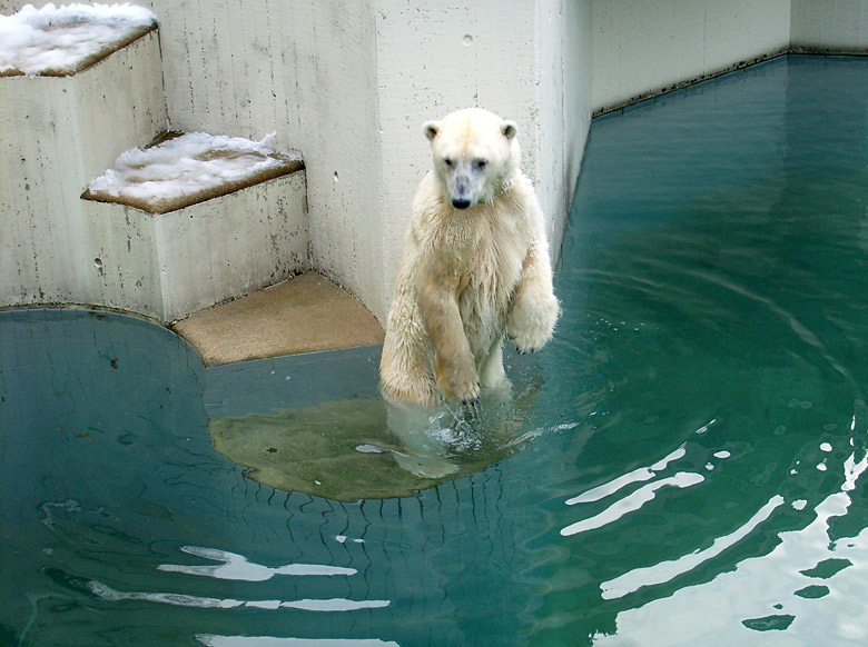 Eisbärin Jerka im Zoo Wuppertal am 3. Januar 2010