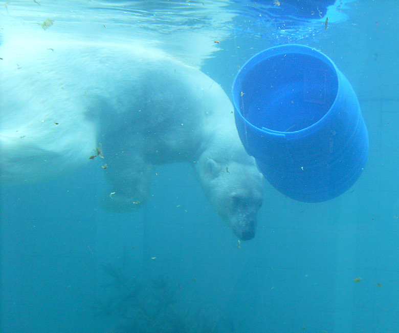 Eisbärin Jerka mit blauer Tonne unter Wasser im Zoo Wuppertal am 3. Januar 2010