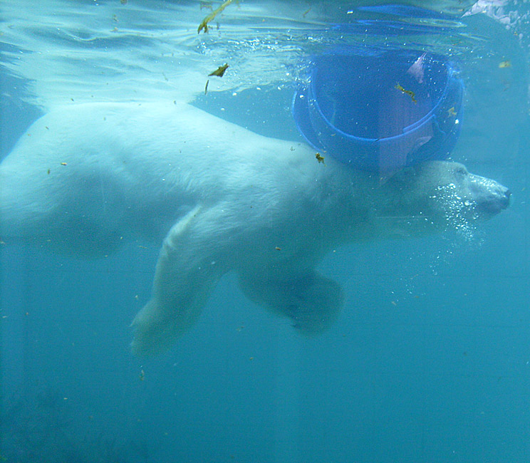 Eisbärin Jerka mit blauer Tonne unter Wasser im Zoologischen Garten Wuppertal am 3. Januar 2010