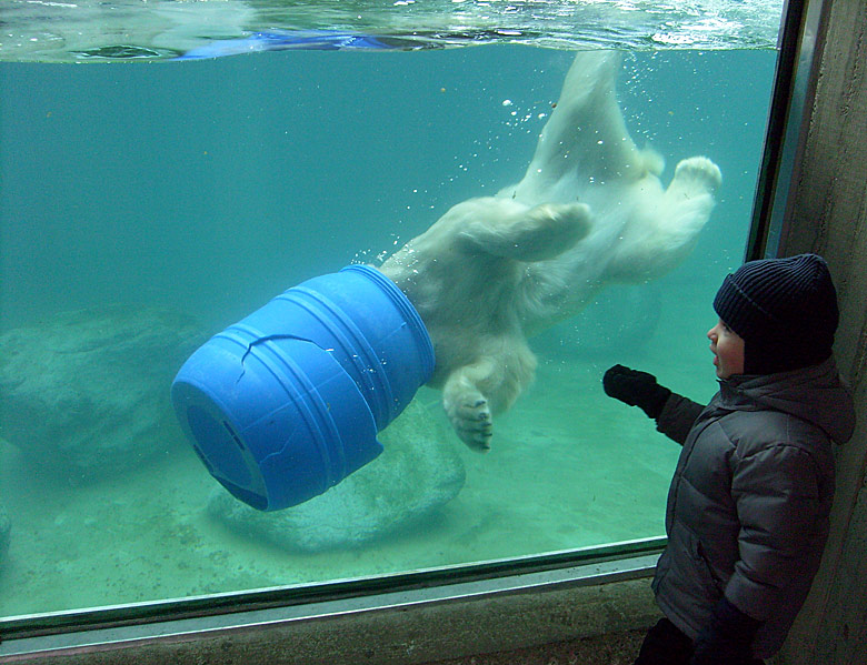 Eisbärin Jerka mit blauer Tonne unter Wasser im Wuppertaler Zoo am 3. Januar 2010