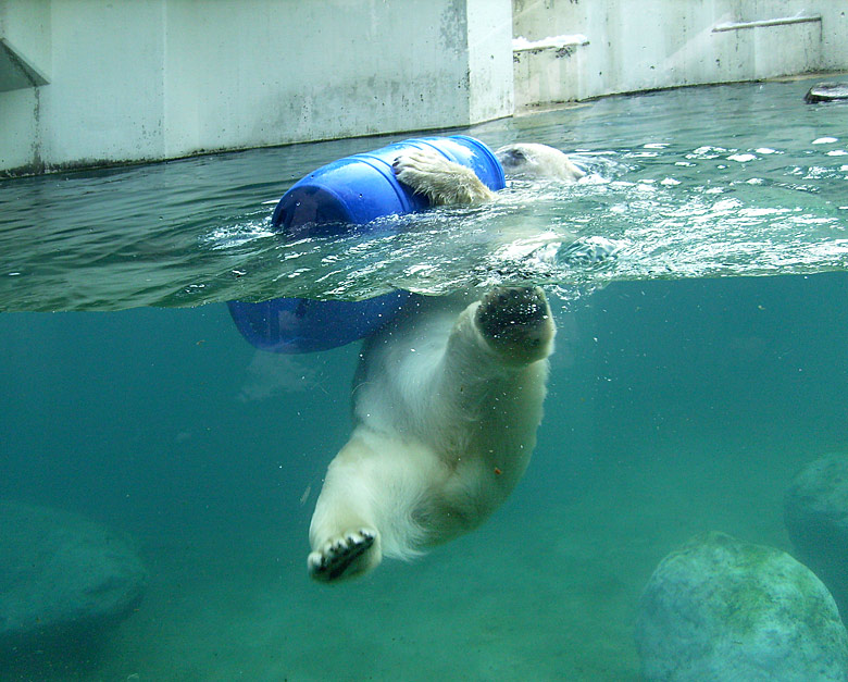 Eisbärin Jerka mit blauer Tonne im Wasser im Zoo Wuppertal am 3. Januar 2010