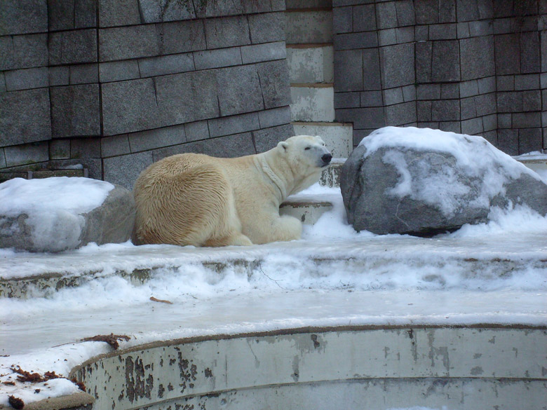 Eisbär Lars im Zoologischen Garten Wuppertal am 16. Januar 2010