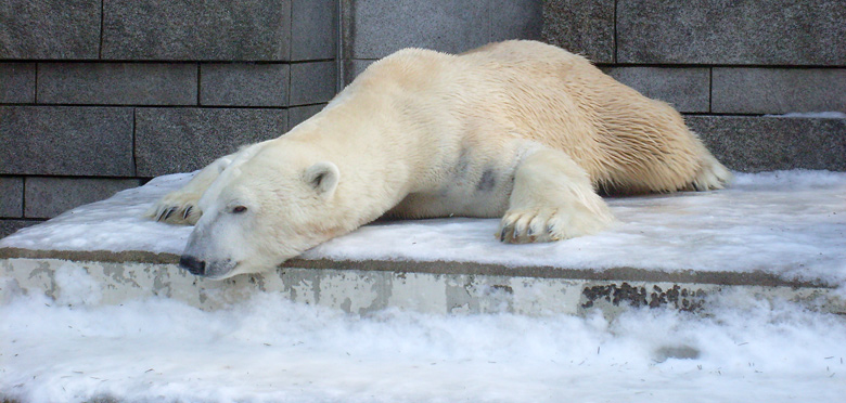 Eisbär Lars im Wuppertaler Zoo am 16. Januar 2010