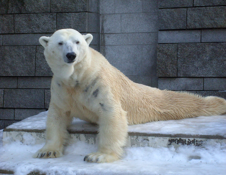 Eisbär Lars im Zoo Wuppertal am 16. Januar 2010