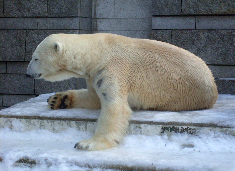 Eisbär Lars im Zoologischen Garten Wuppertal am 16. Januar 2010