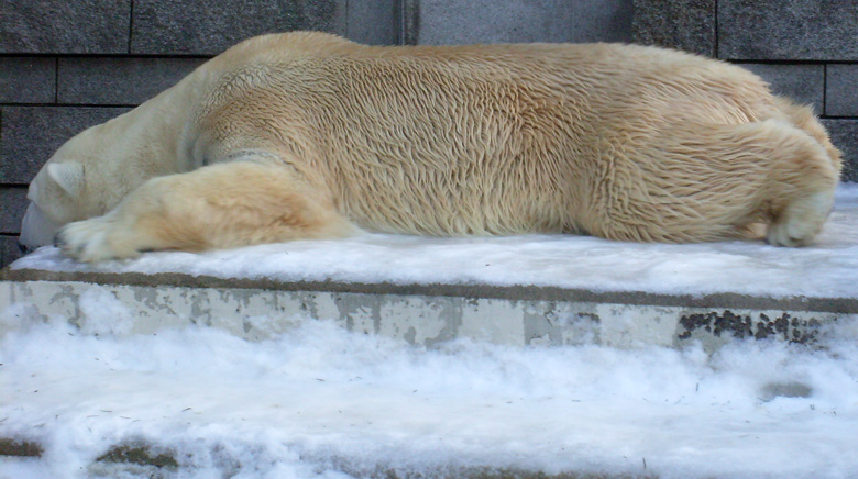 Eisbär Lars im Wuppertaler Zoo am 16. Januar 2010