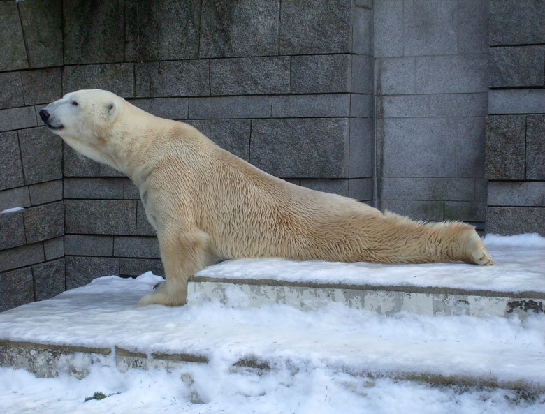 Eisbär Lars im Zoo Wuppertal am 16. Januar 2010