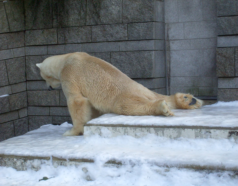 Eisbär Lars im Zoologischen Garten Wuppertal am 16. Januar 2010