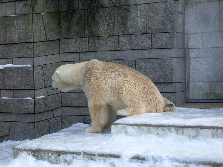 Eisbär Lars im Wuppertaler Zoo am 16. Januar 2010