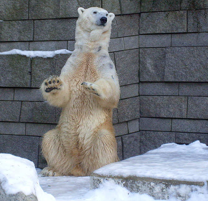 Eisbär Lars im Zoo Wuppertal am 16. Januar 2010