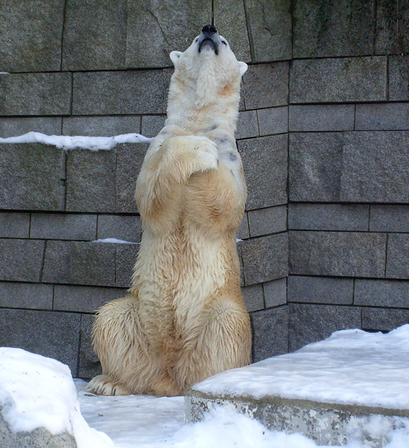 Eisbär Lars im Zoologischen Garten Wuppertal am 16. Januar 2010