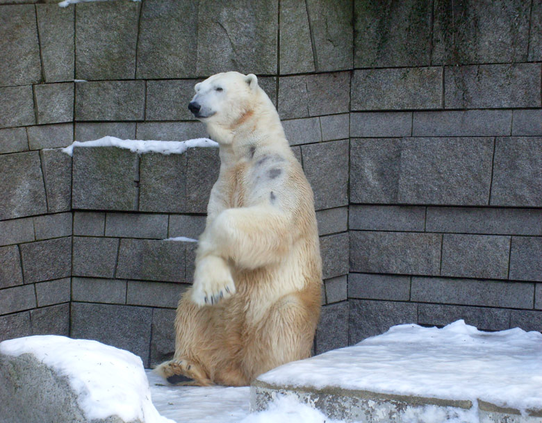 Eisbär Lars im Wuppertaler Zoo am 16. Januar 2010