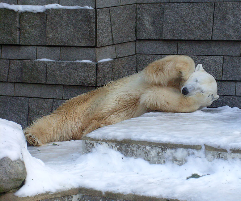 Eisbär Lars im Zoo Wuppertal am 16. Januar 2010