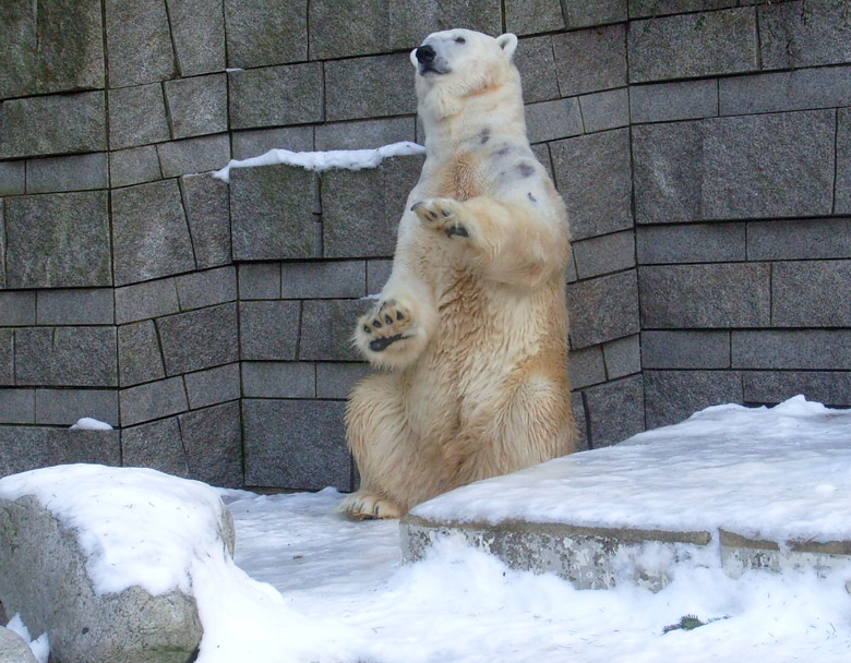 Eisbär Lars im Zoologischen Garten Wuppertal am 16. Januar 2010