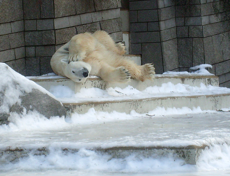 Eisbär Lars im Zoologischen Garten Wuppertal am 16. Januar 2010