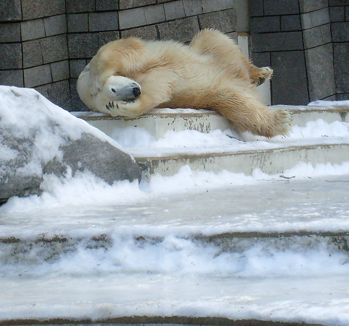 Eisbär Lars im Zoo Wuppertal am 16. Januar 2010