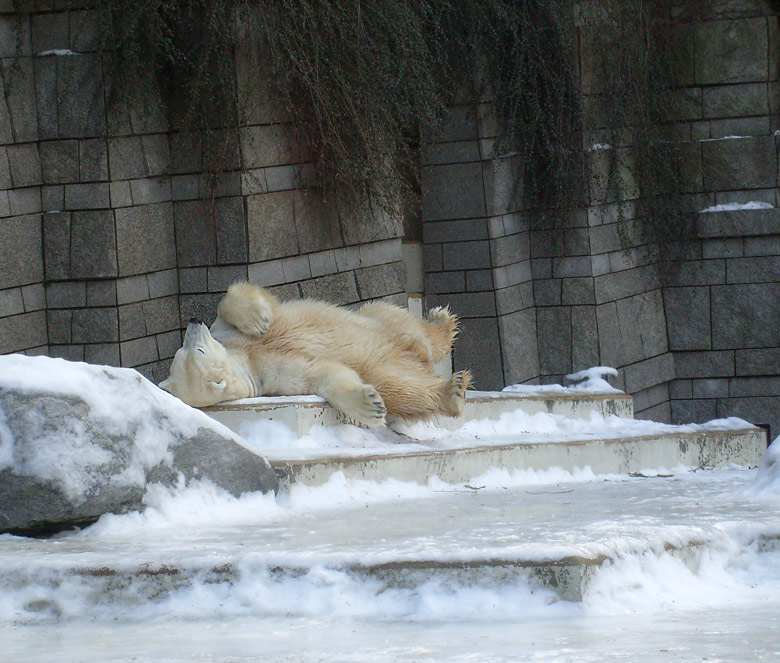 Eisbär Lars im Zoologischen Garten Wuppertal am 16. Januar 2010