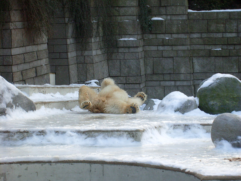 Eisbär Lars im Wuppertaler Zoo am 16. Januar 2010