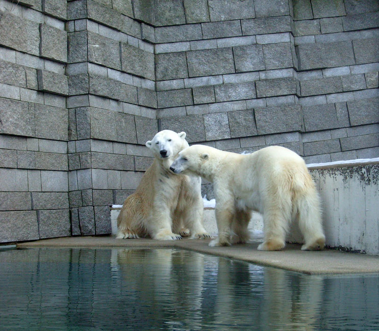 Eisbär Lars und Eisbärin Jerka im Zoo Wuppertal am 16. Januar 2010