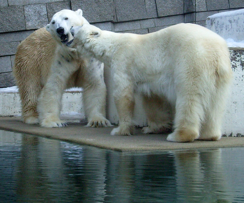 Eisbär Lars und Eisbärin Jerka im Wuppertaler Zoo am 16. Januar 2010