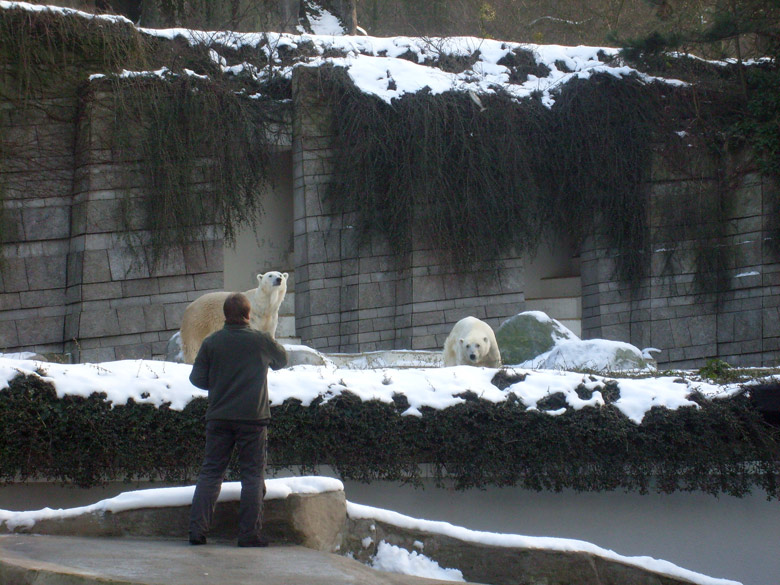 Eisbär Lars und Eisbärin Jerka im Wuppertaler Zoo am 16. Januar 2010