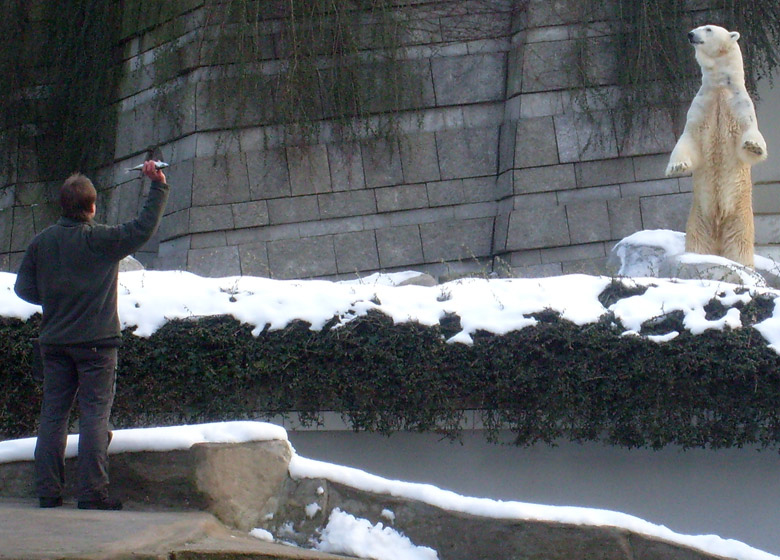 Eisbär Lars im Zoologischen Garten Wuppertal am 16. Januar 2010