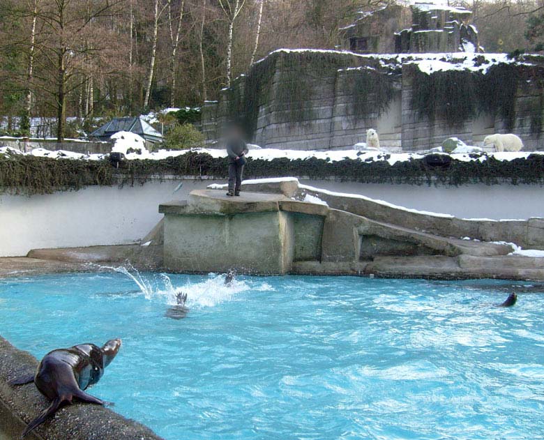 Fütterung der Kalifornischen Seelöwen im Zoo Wuppertal am 16. Januar 2010