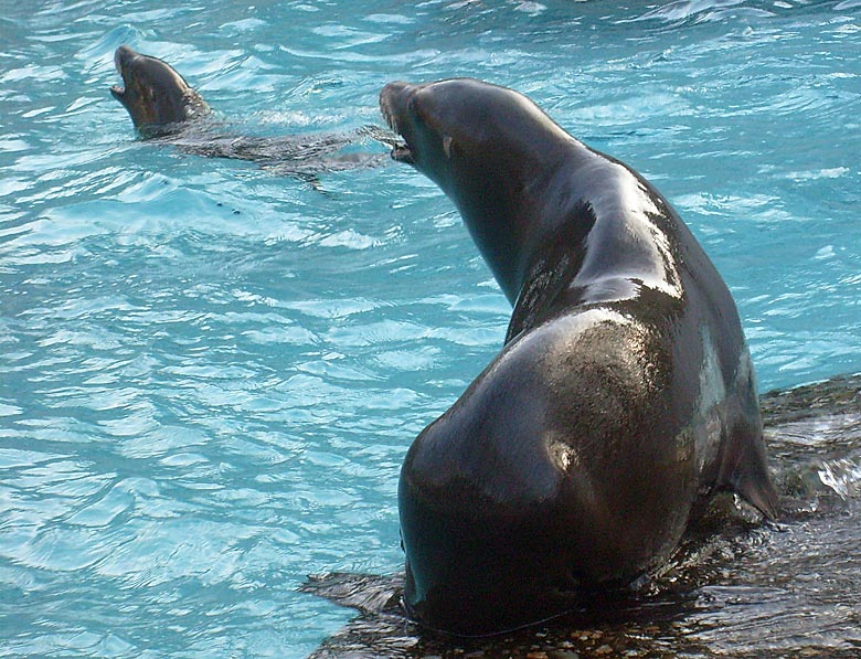 Kalifornische Seelöwen im Wuppertaler Zoo am 16. Januar 2010